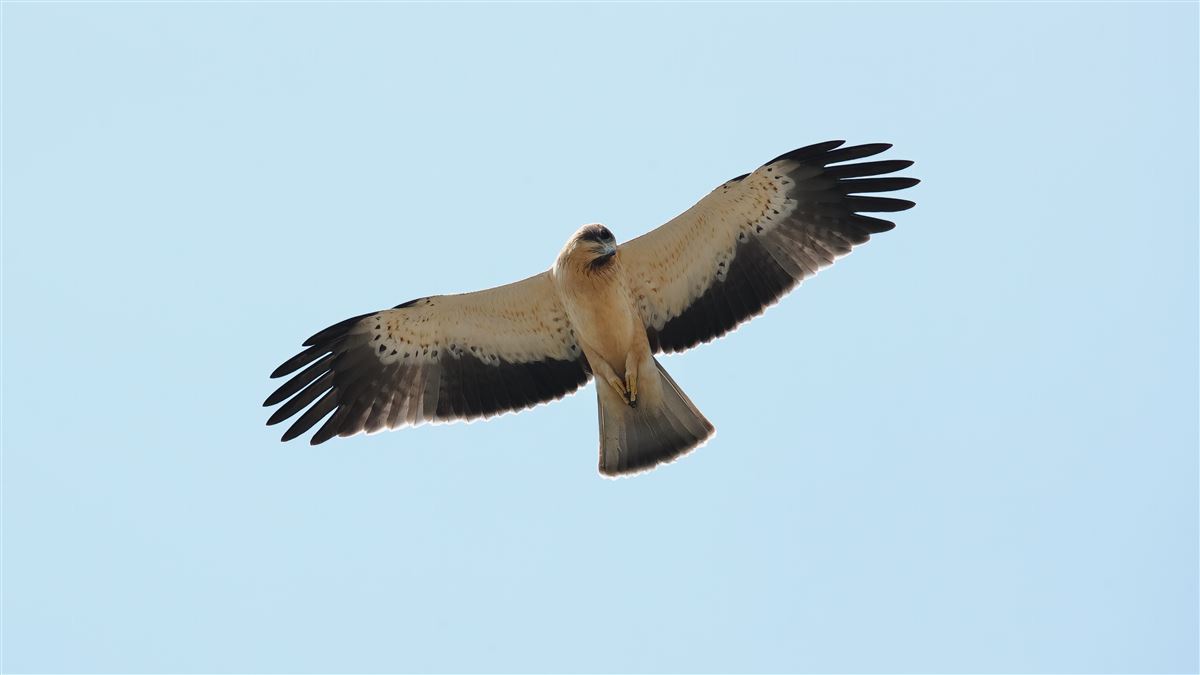 Küçük Kartal