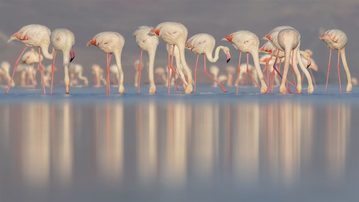 Flamingo