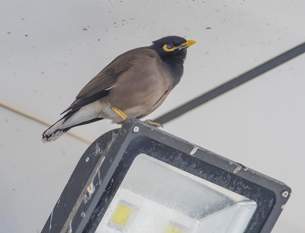 Common Myna