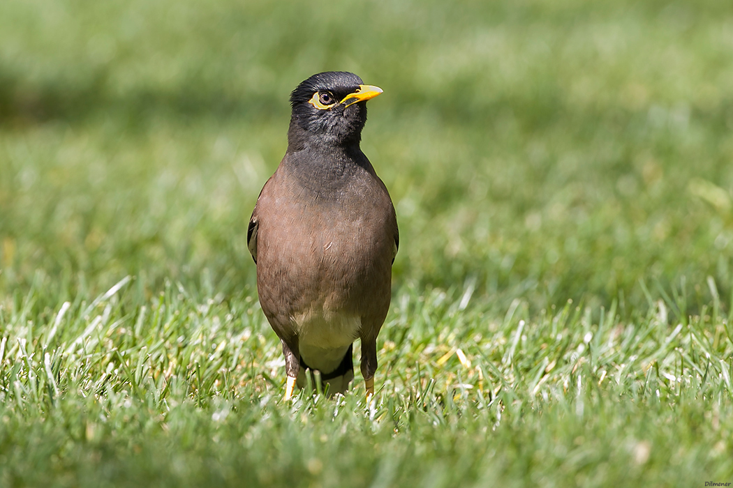 Common Myna
