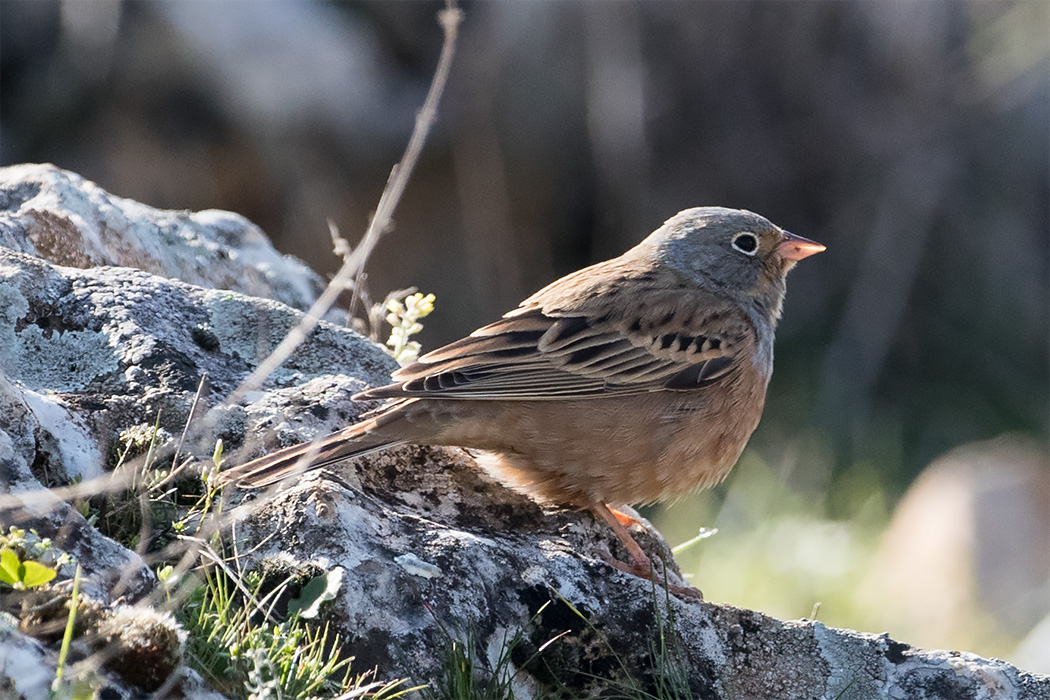 Cretzschmar`s Bunting
