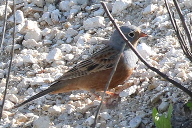 Cretzschmar`s Bunting