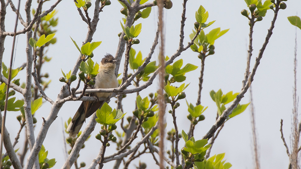 Great Spotted Cuckoo