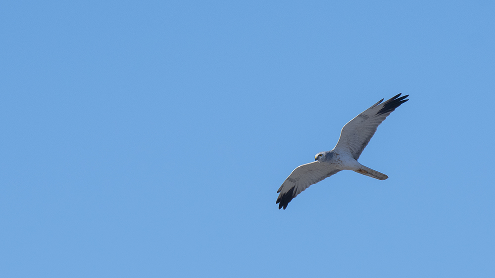 Pallid Harrier