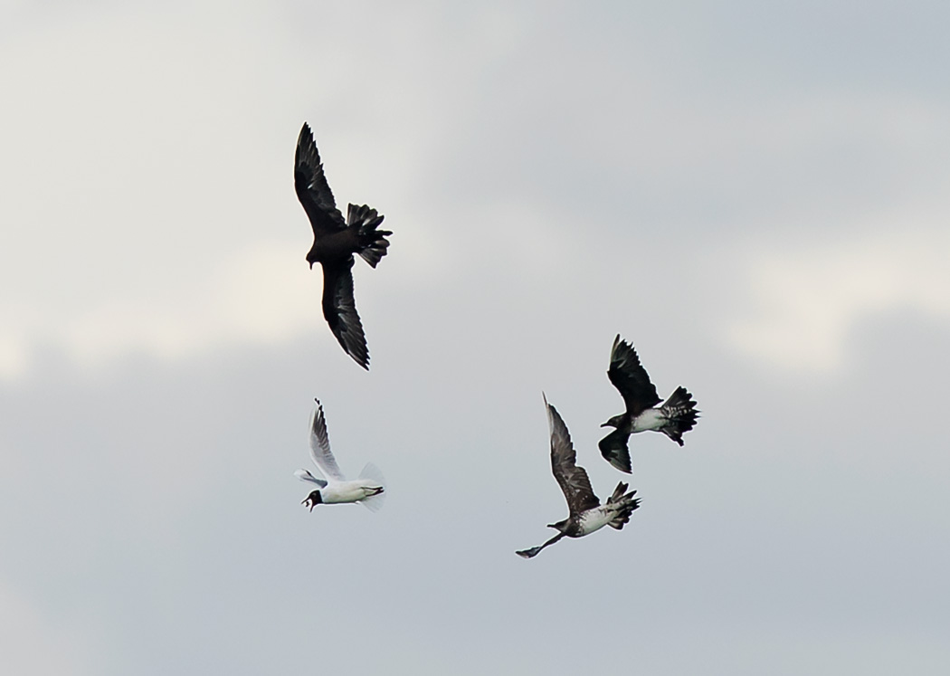 Parasitic Jaeger