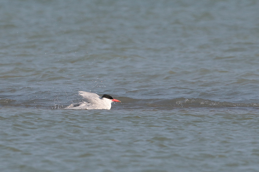 Caspian Tern