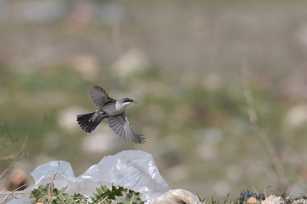 Eastern Orphean Warbler