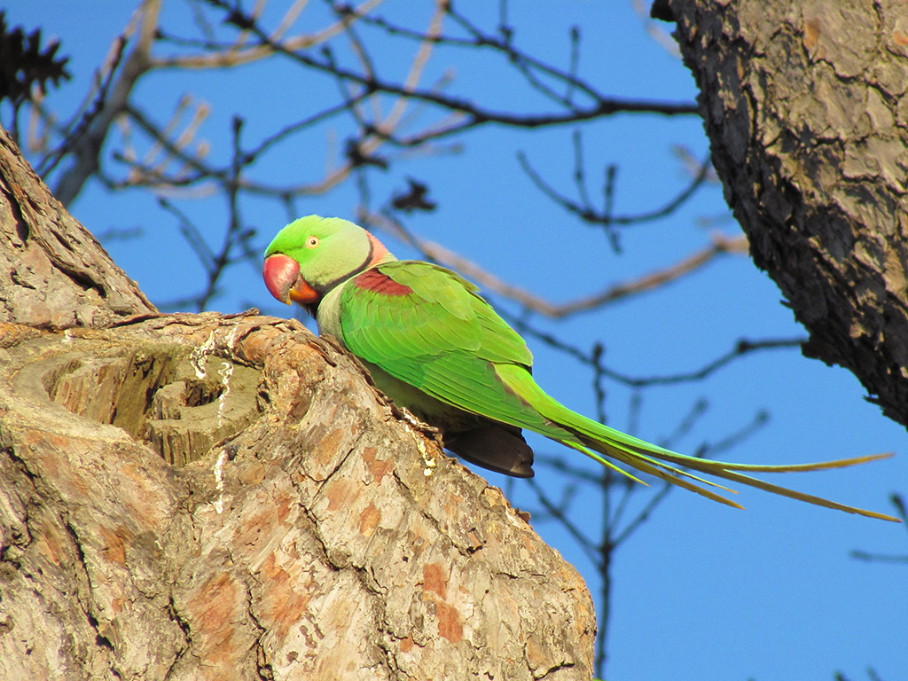 Alexandrine Parakeet