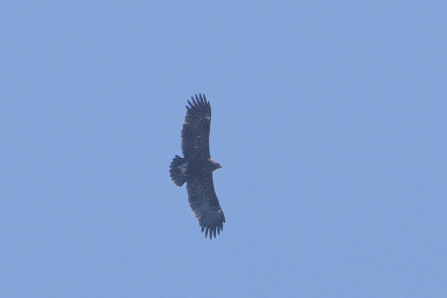Greater Spotted Eagle
