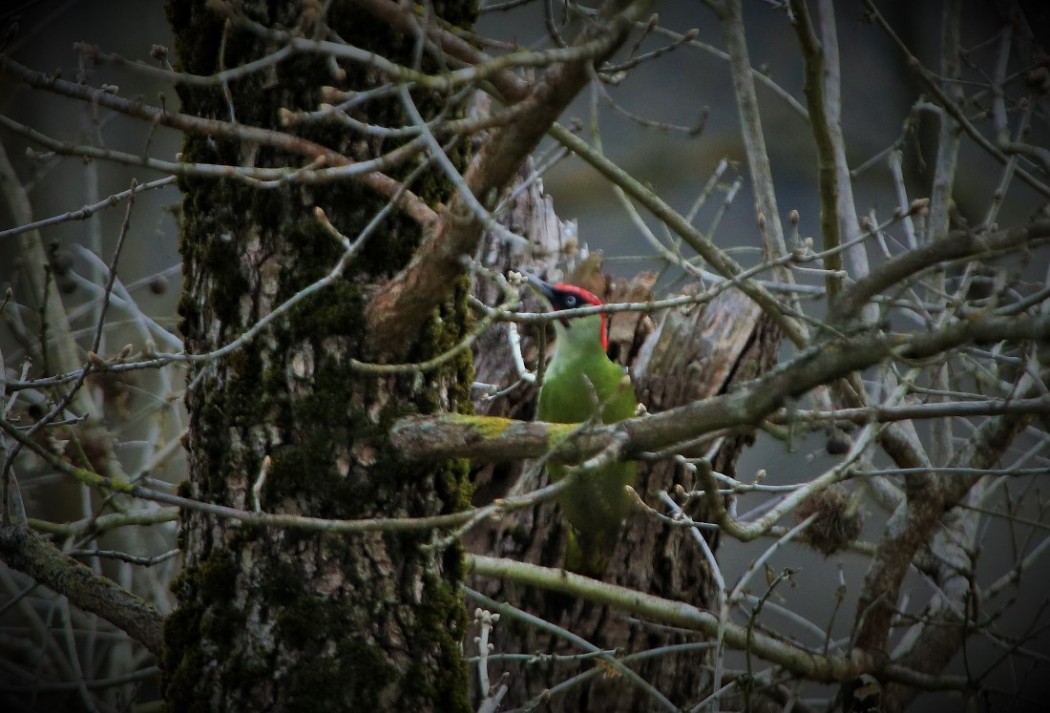 European Green Woodpecker
