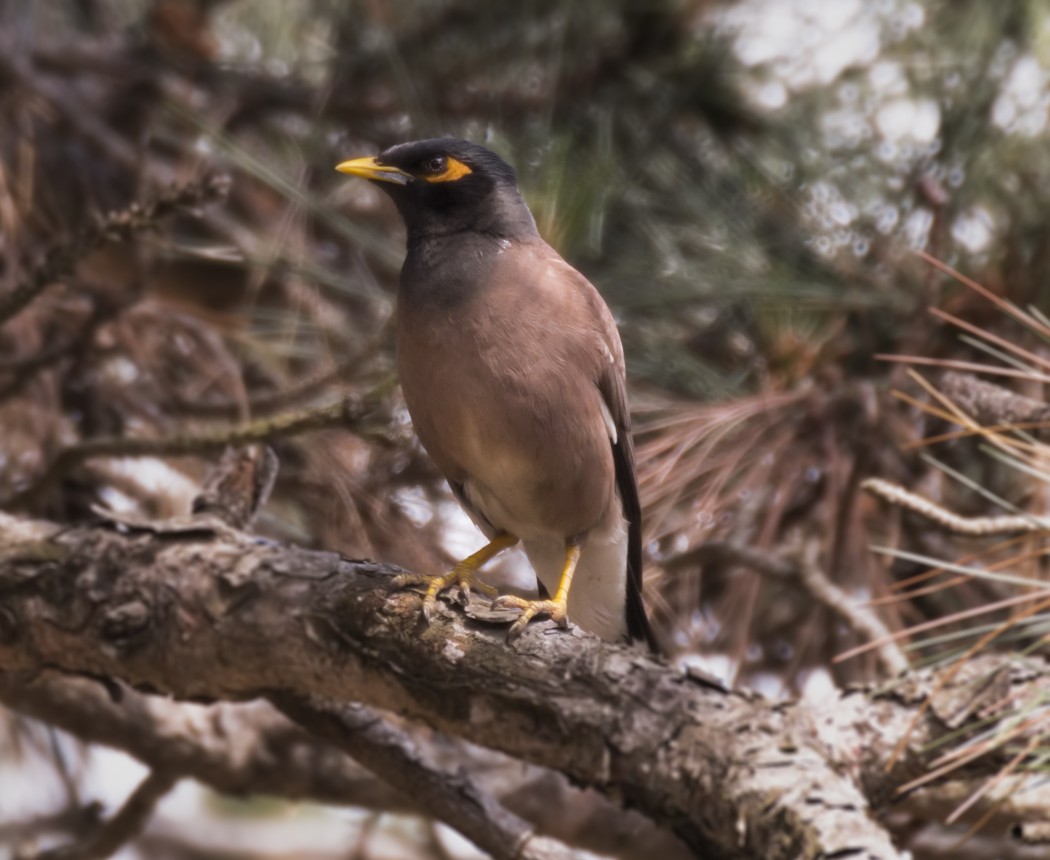 Common Myna