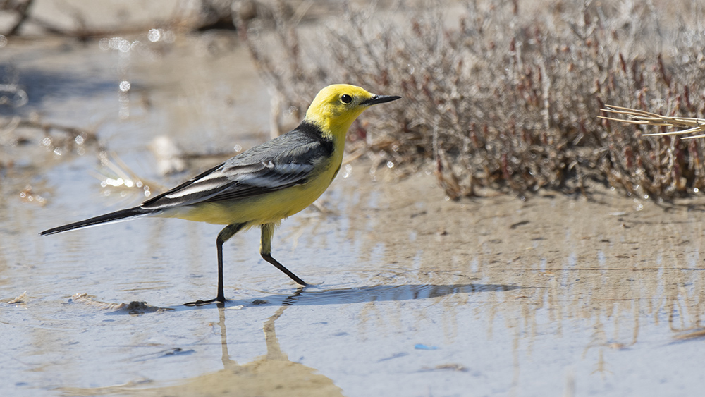 Citrine Wagtail