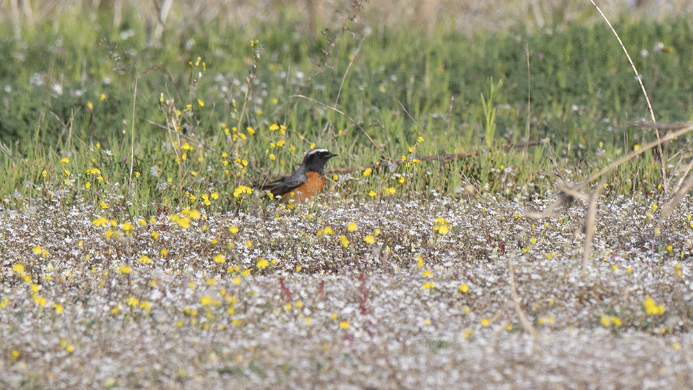 Common Redstart