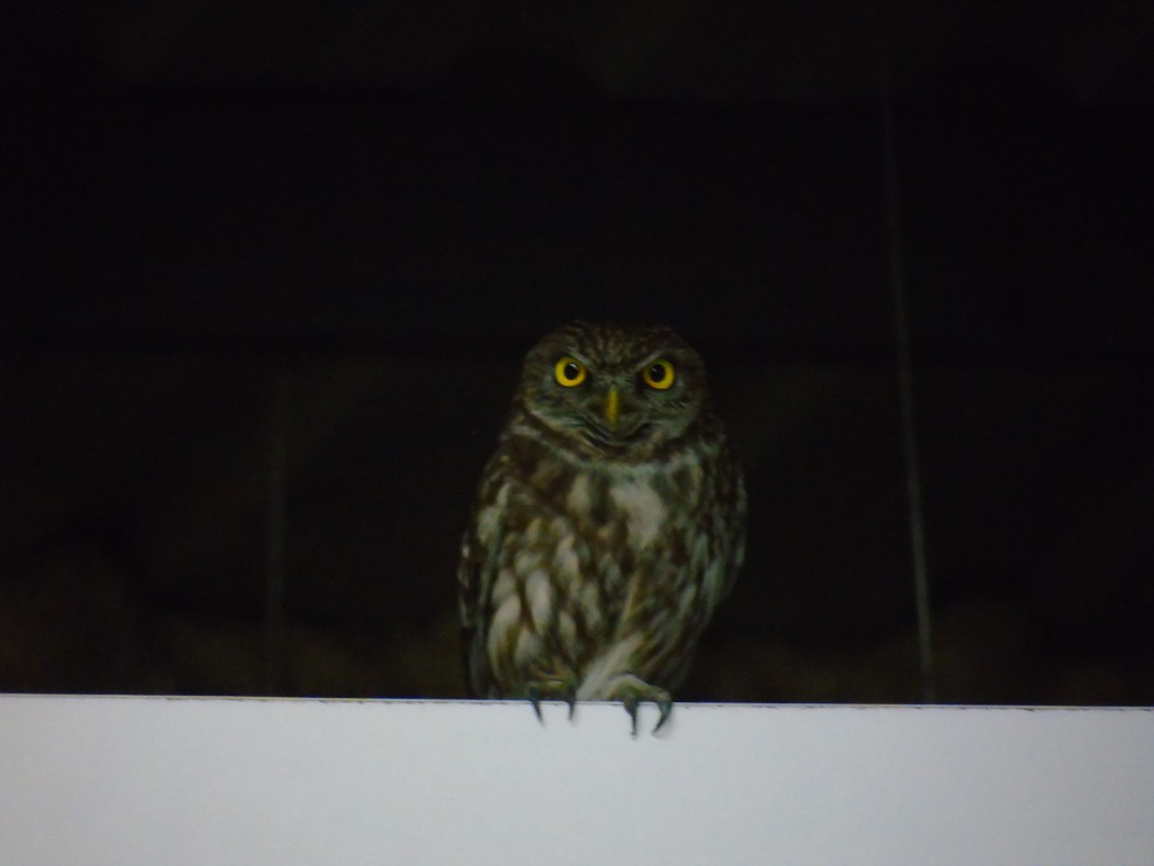Little Owl