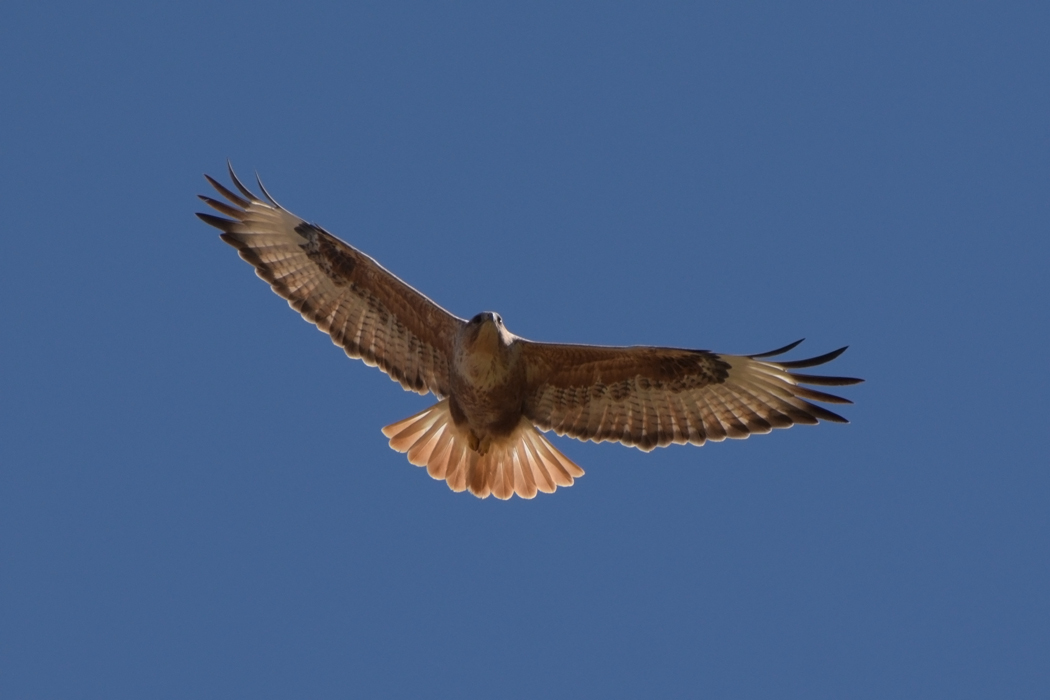 Long-legged Buzzard
