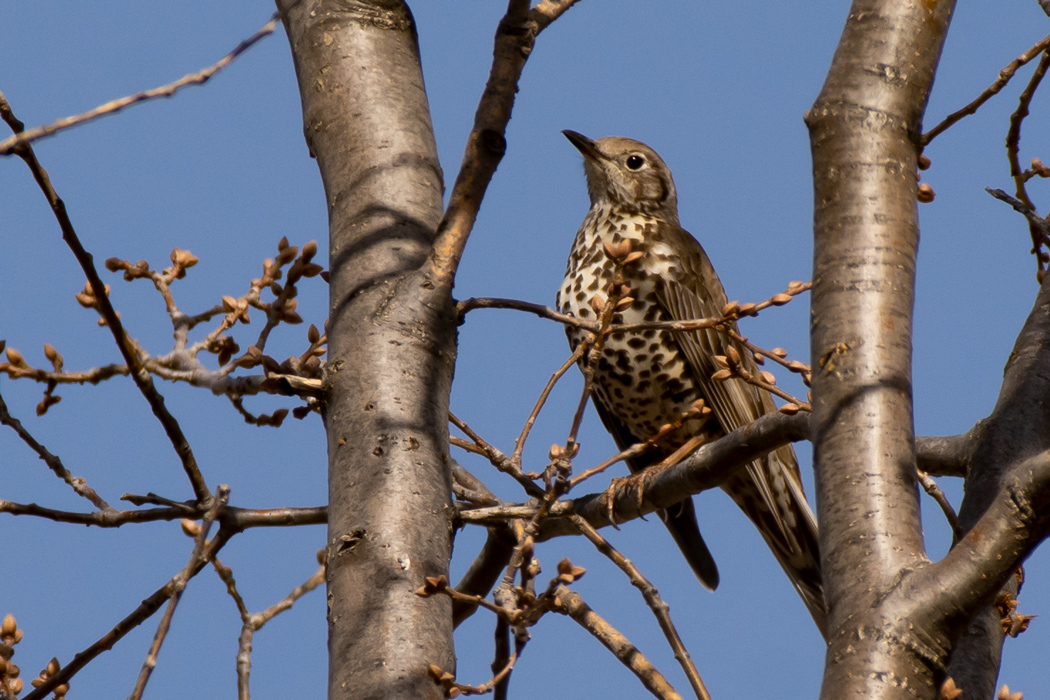 Mistle Thrush