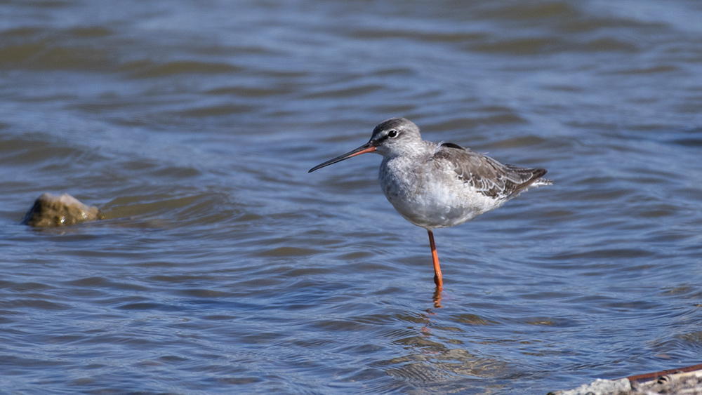 Spotted Redshank