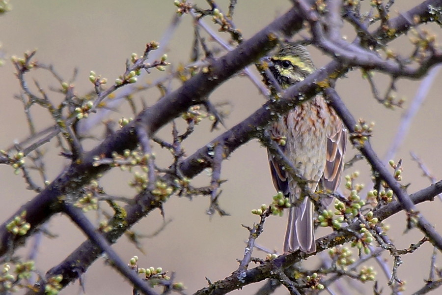 Cirl Bunting