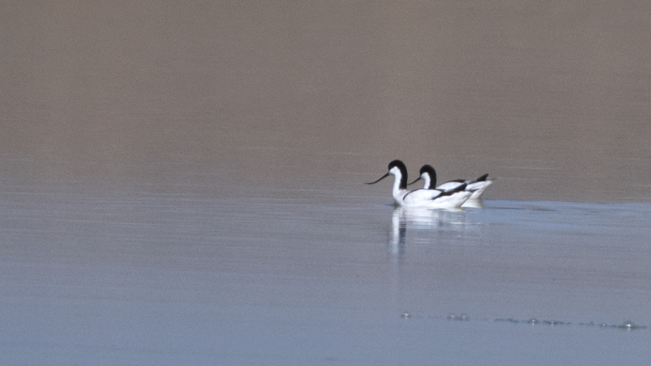 Pied Avocet