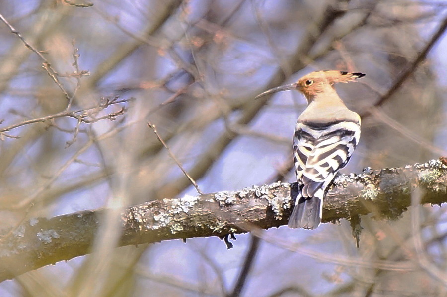 Eurasian Hoopoe