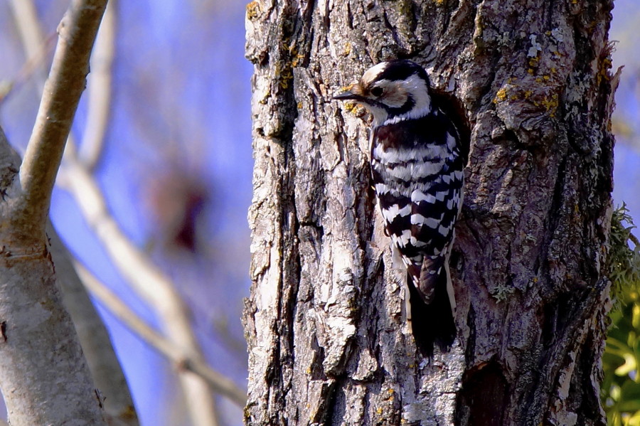 Lesser Spotted Woodpecker