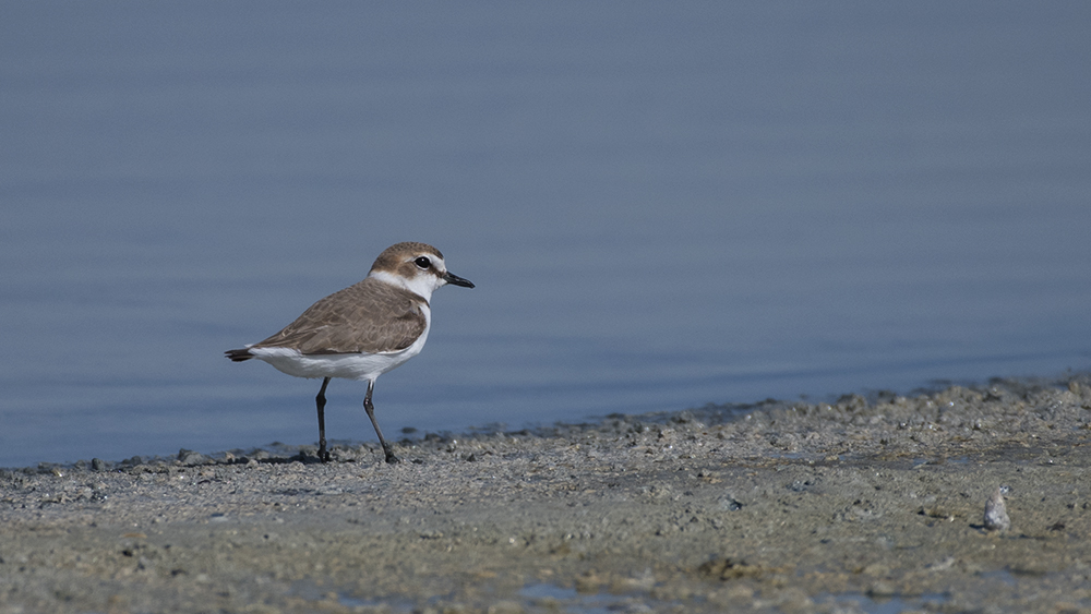 Kentish Plover