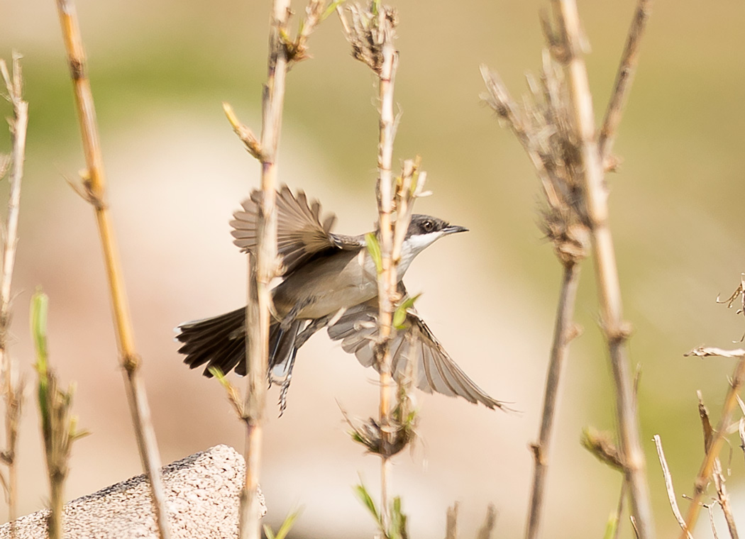 Eastern Orphean Warbler