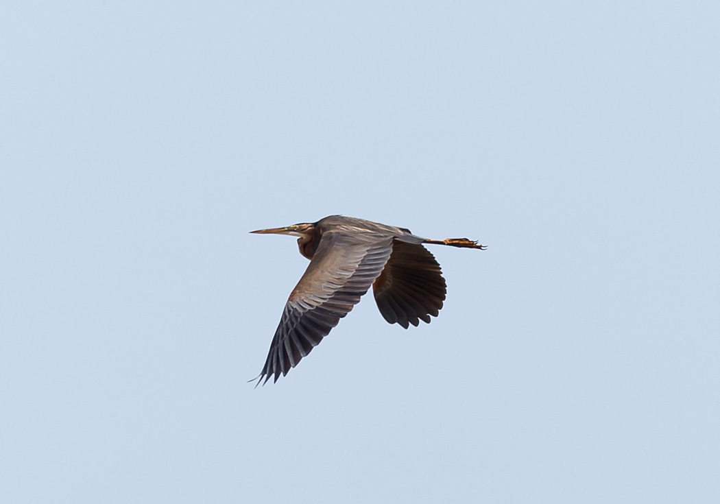 Purple Heron