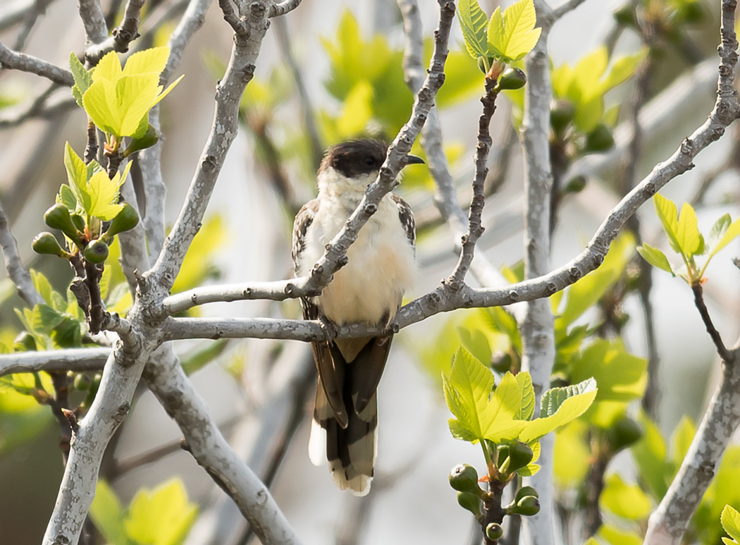 Great Spotted Cuckoo