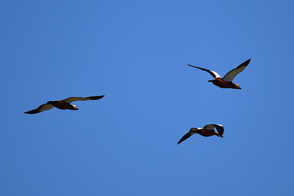 Ruddy Shelduck