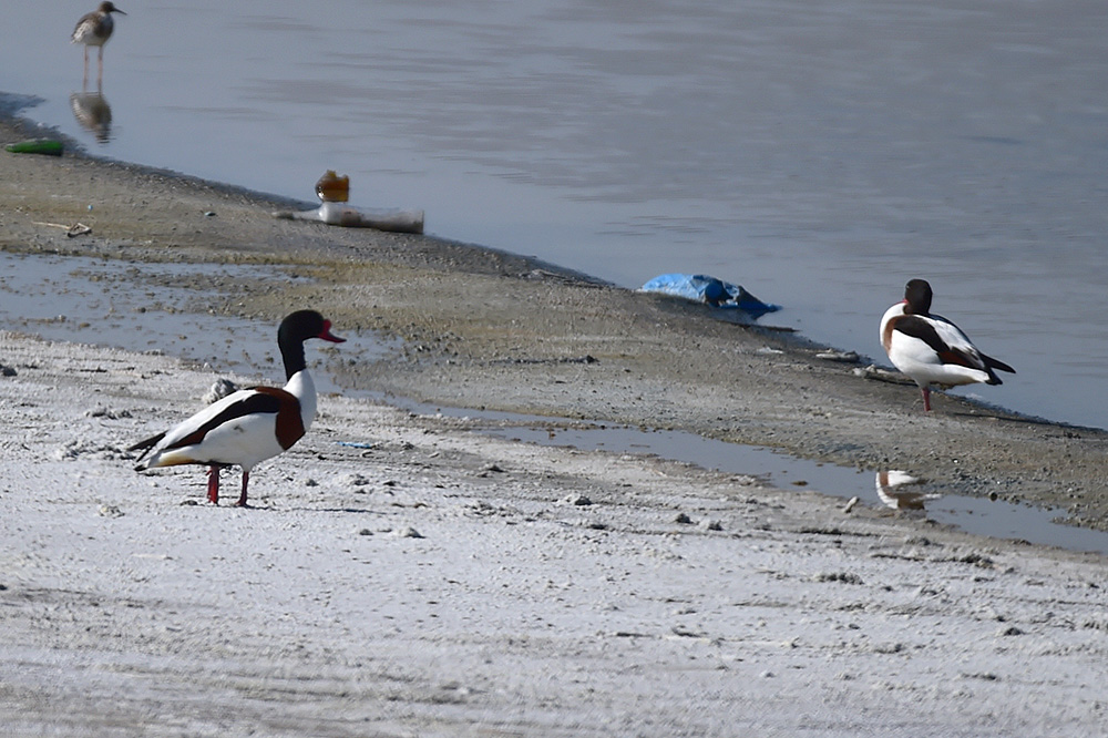 Common Shelduck