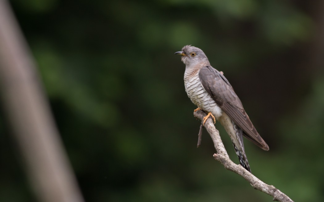 Common Cuckoo