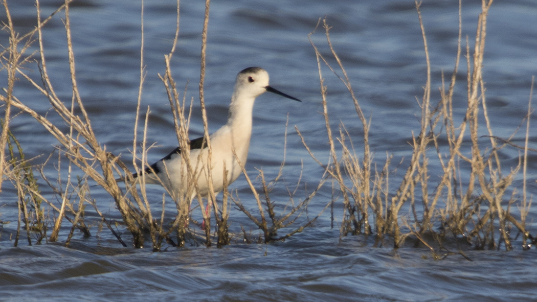 Black-winged Stilt