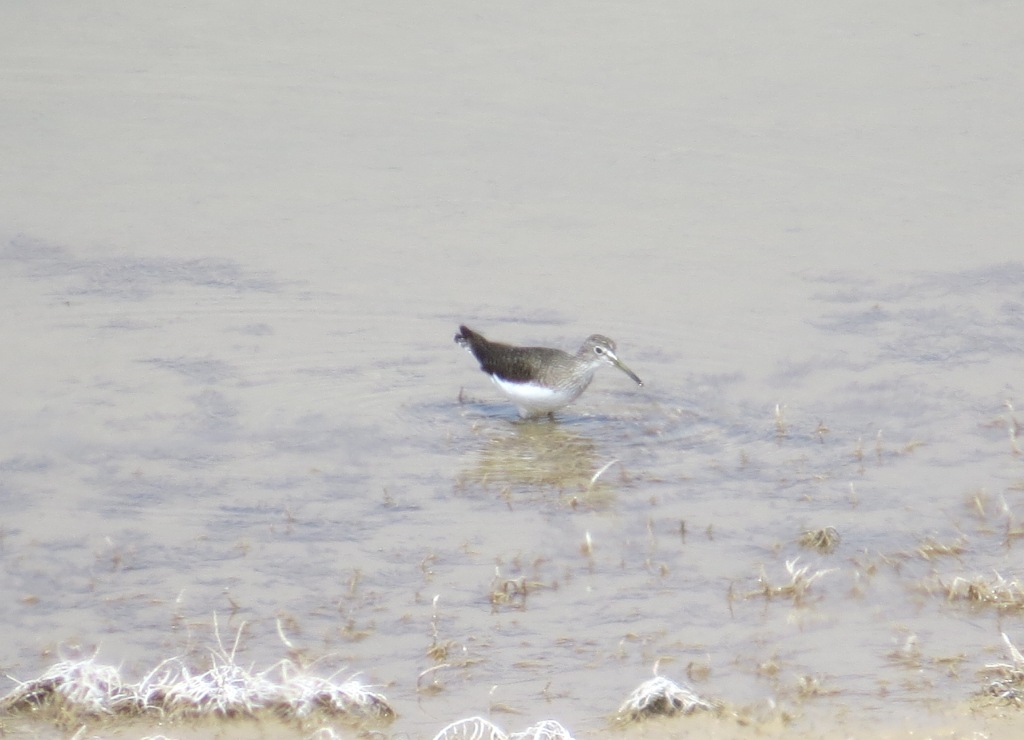 Green Sandpiper