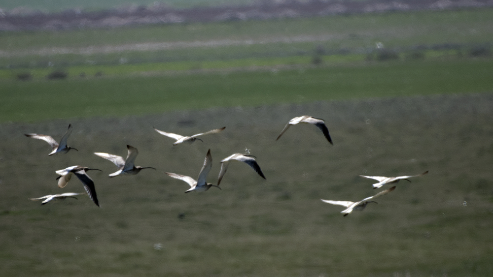 Eurasian Curlew