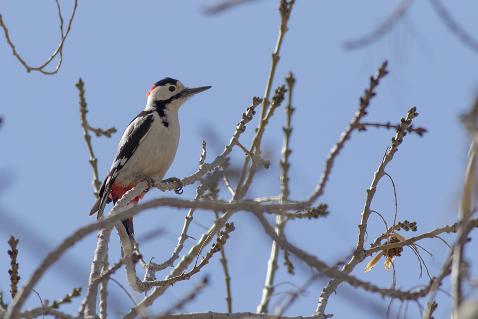 Syrian Woodpecker