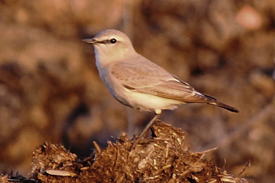 Isabelline Wheatear