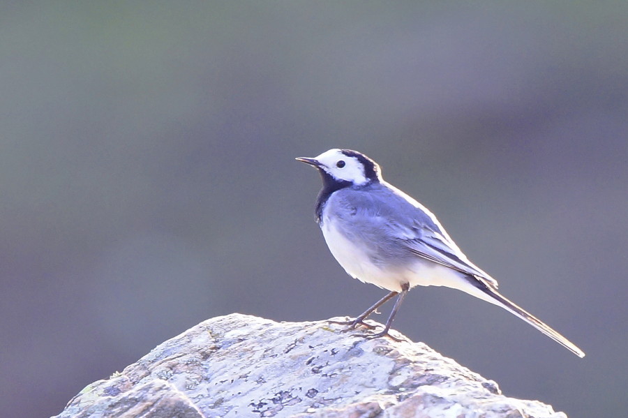 White Wagtail