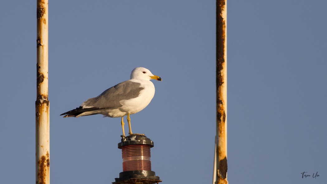 Armenian Gull