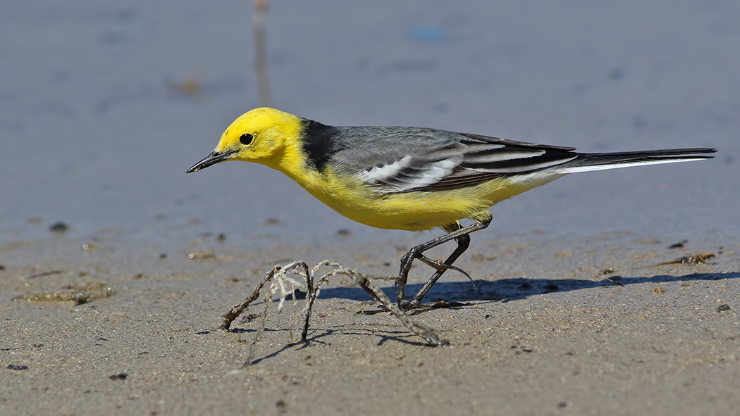 Citrine Wagtail