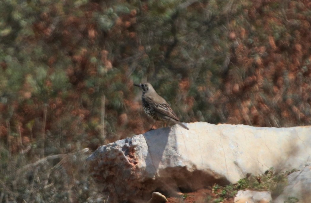 Mistle Thrush