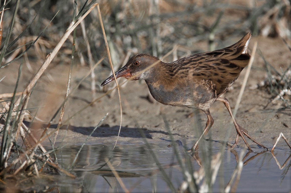 Water Rail