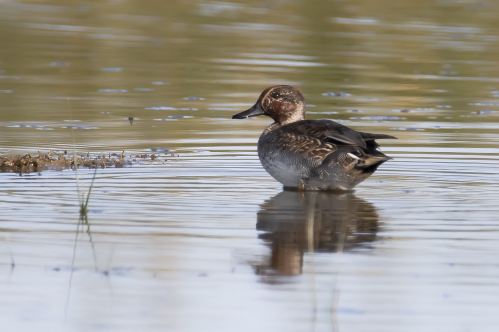 Eurasian Teal