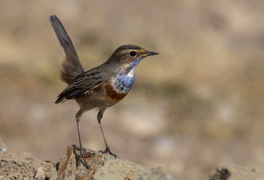 Bluethroat