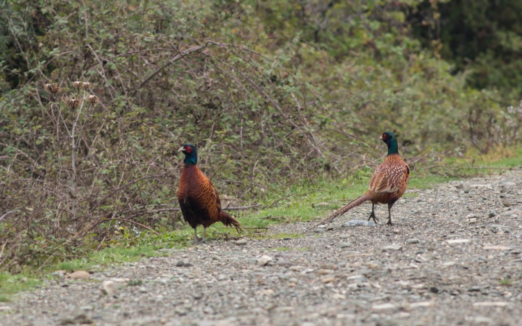 Common Pheasant