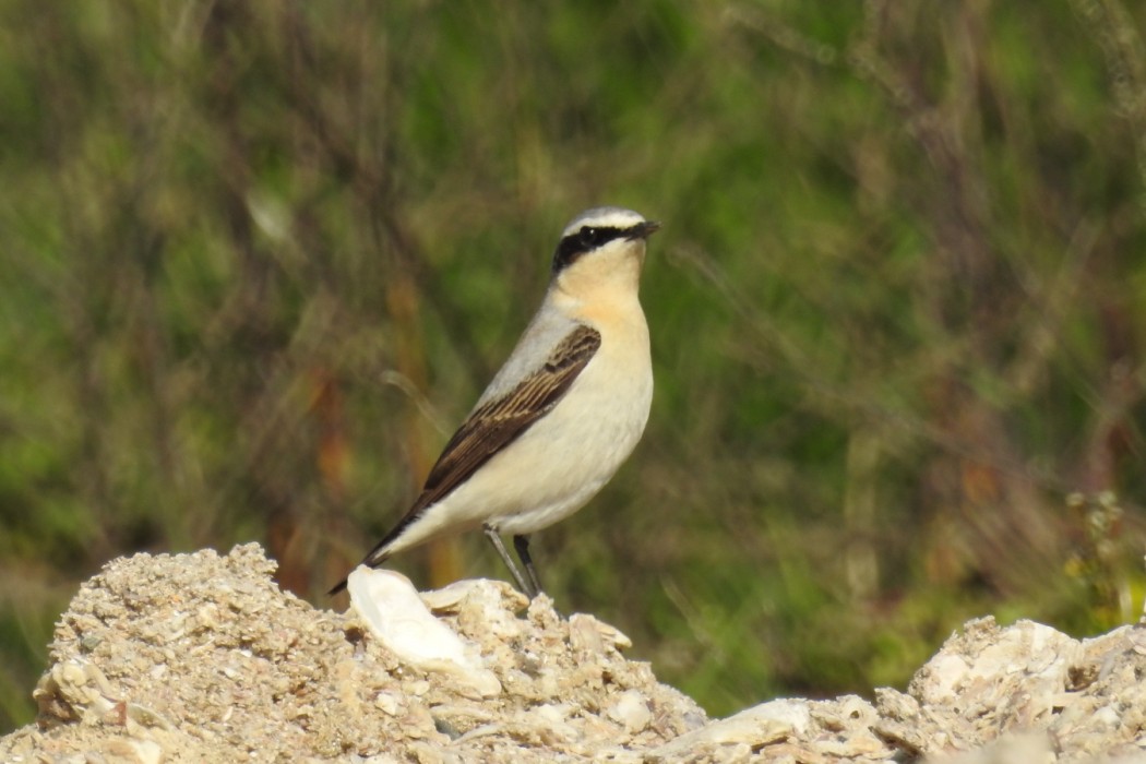 Northern Wheatear