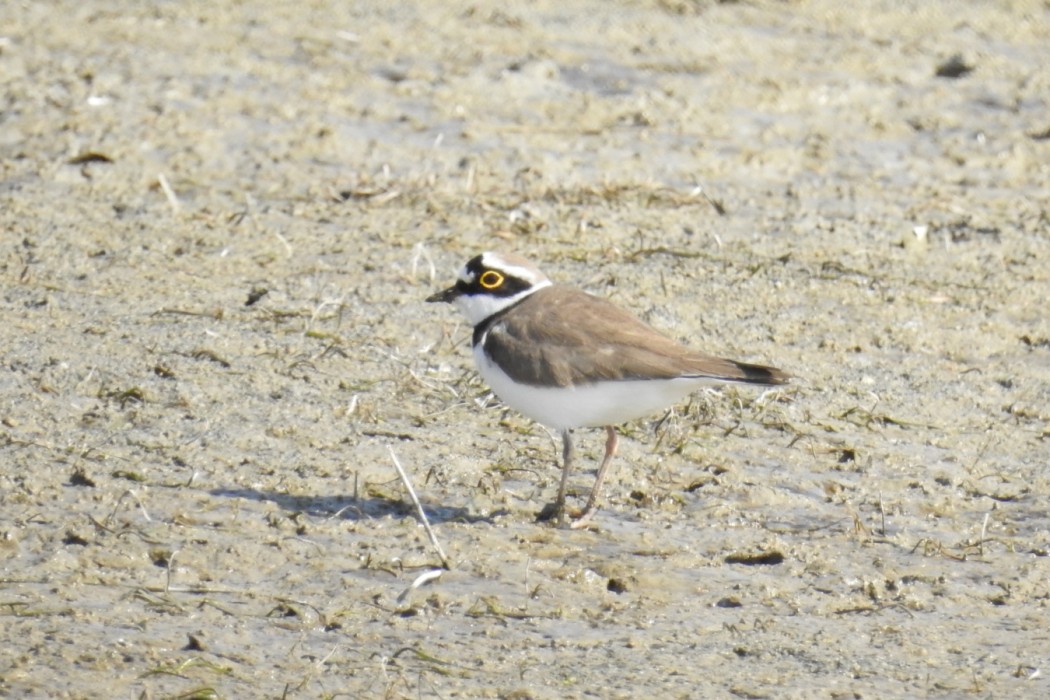 Little Ringed Plover