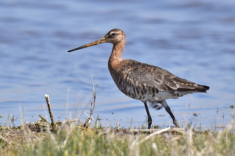 Black-tailed Godwit