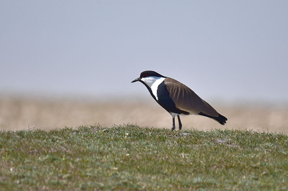 Spur-winged Lapwing