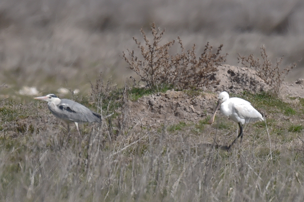 Eurasian Spoonbill